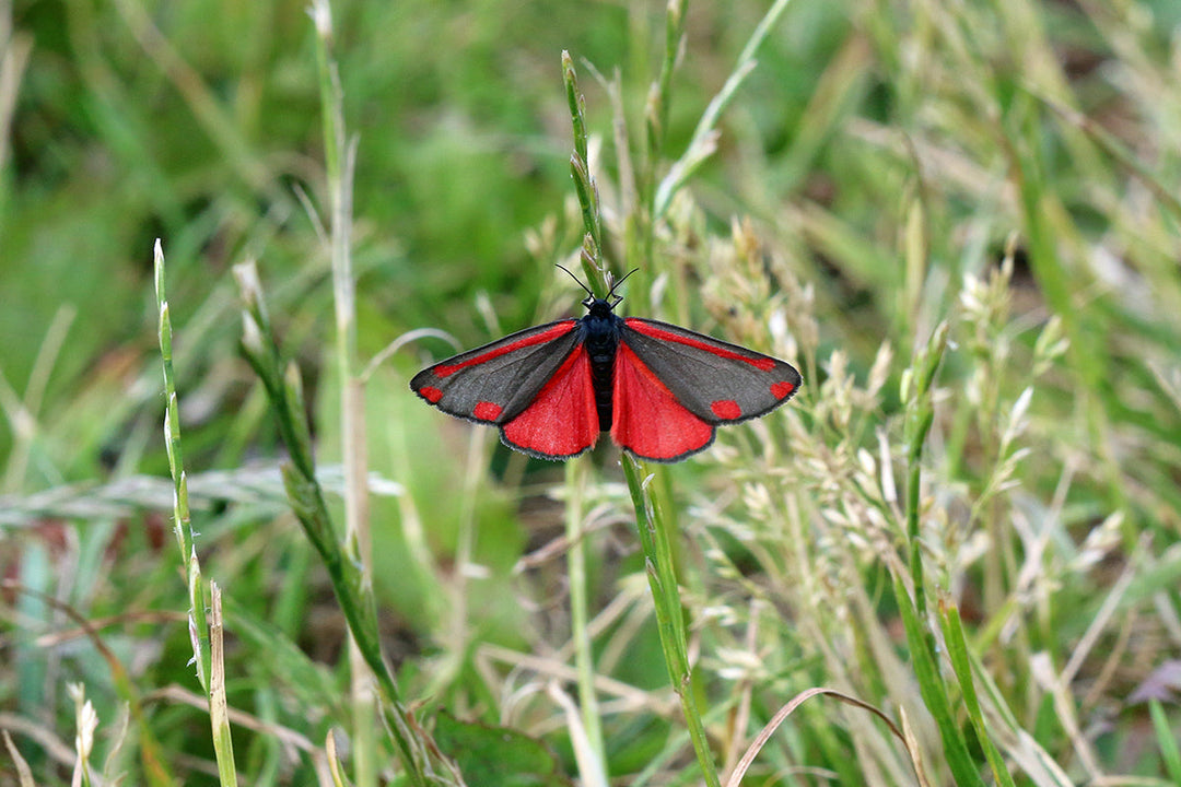 Wildlife in the garden - moths and butterflies
