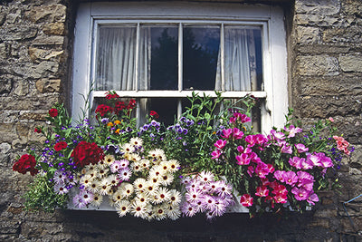 Window boxes lifting the soul