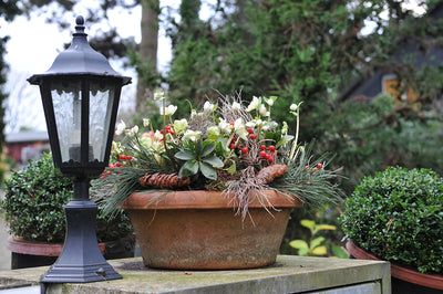 Garden trends - festive container planting