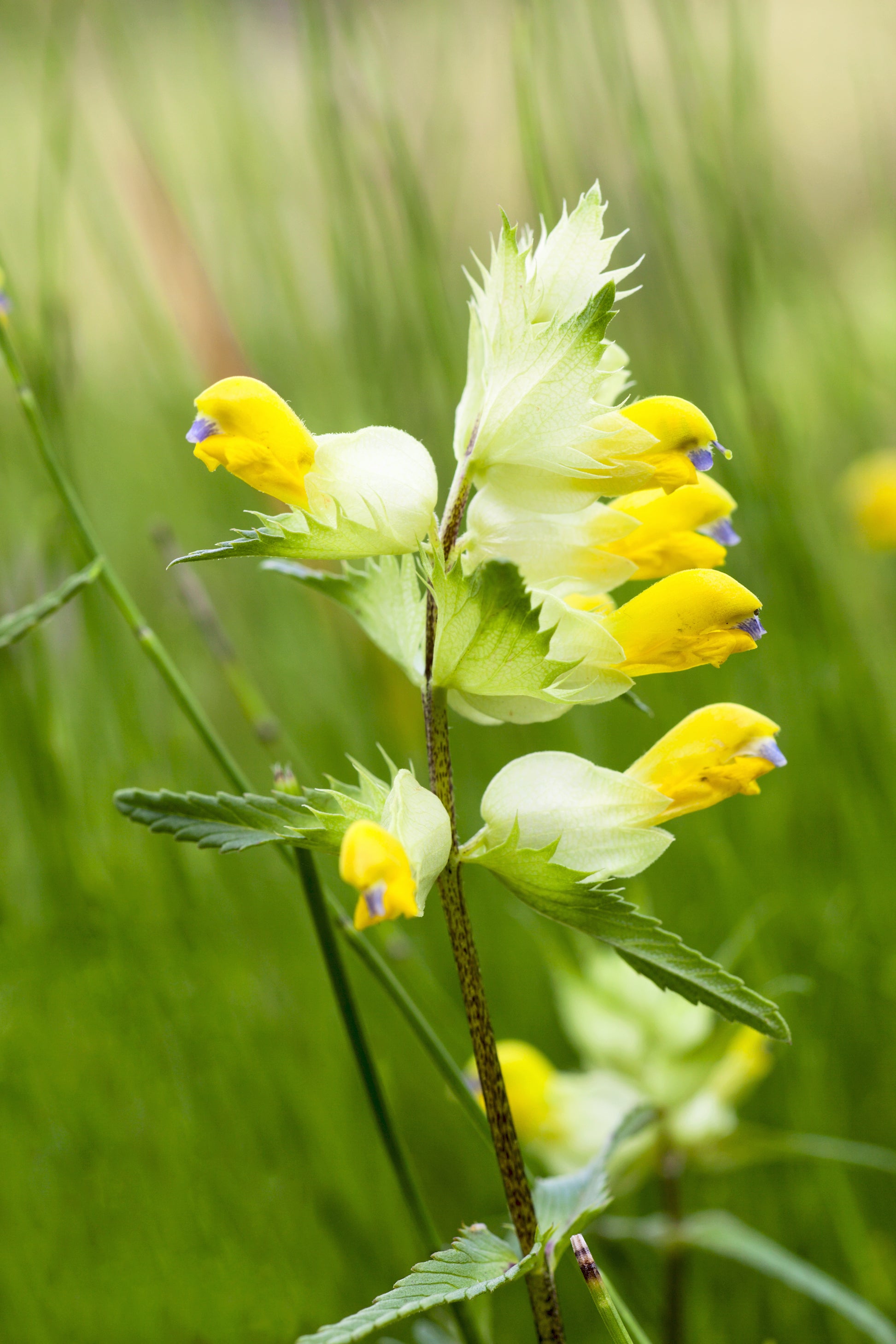 Yellow rattle – Genus Gardenwear