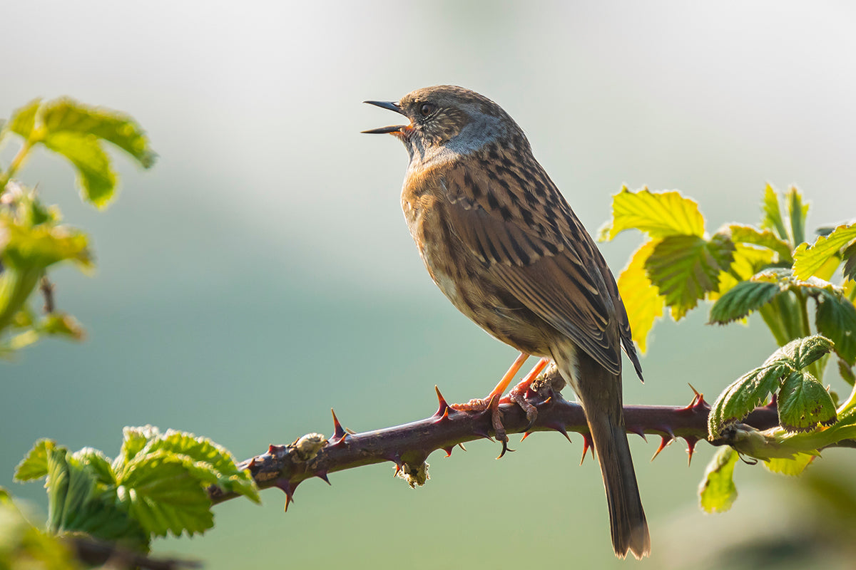 Body, soul and soil - birdsong brings joy