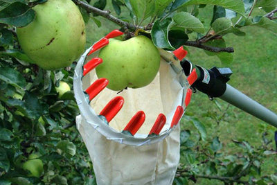 Technology in the garden - easy top fruit pickers