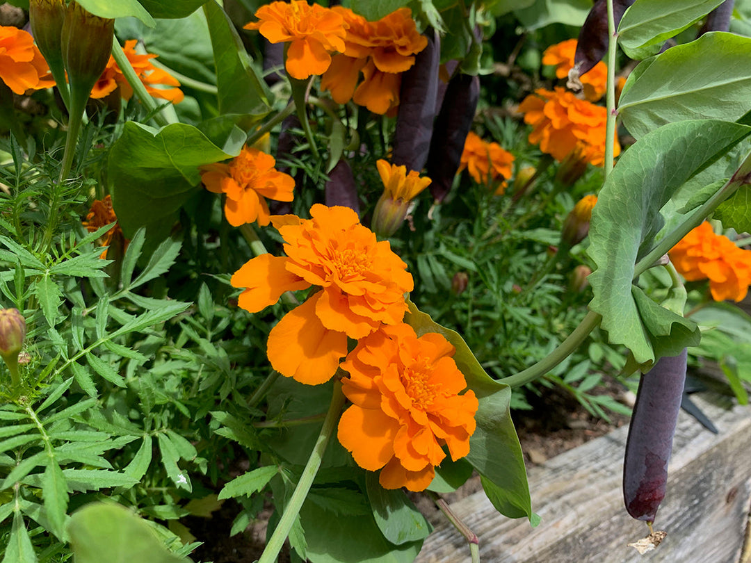 Greener gardening - sacrificial plants