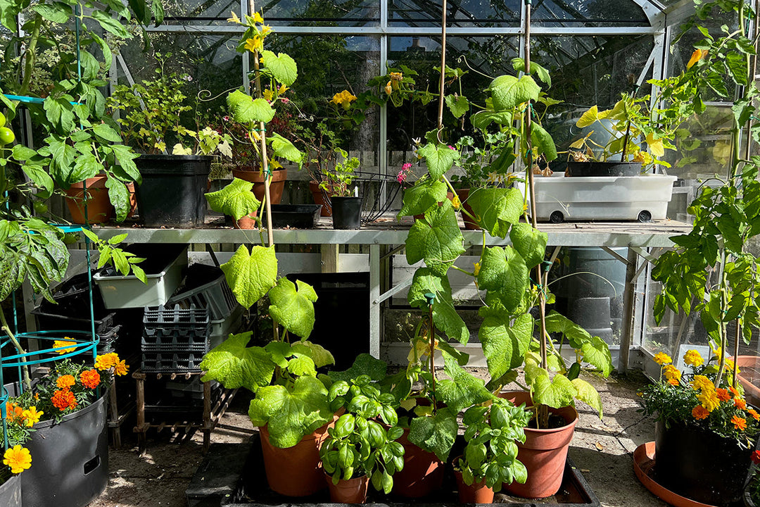 Garden gadgets: self-watering pots